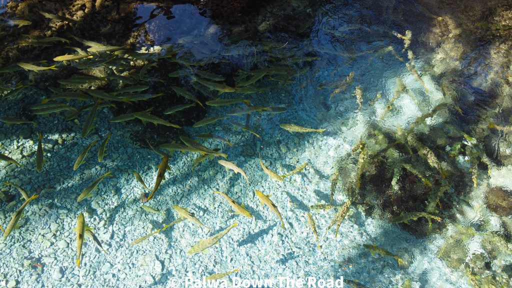 fish ponds at chathal shah